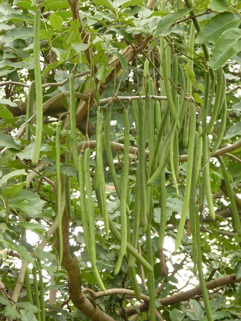 Full frame shot of plants