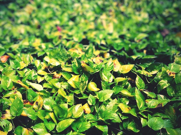 Full frame shot of plants