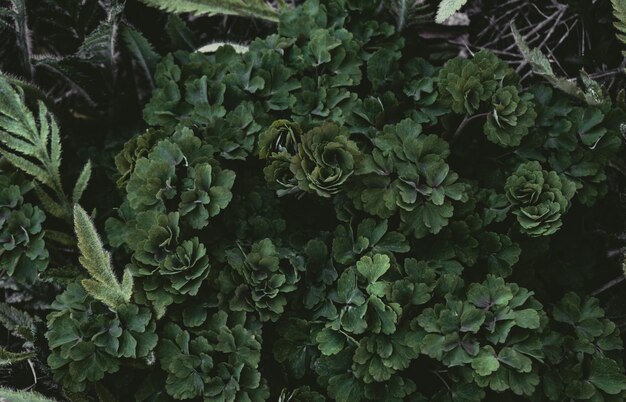 Photo full frame shot of plants