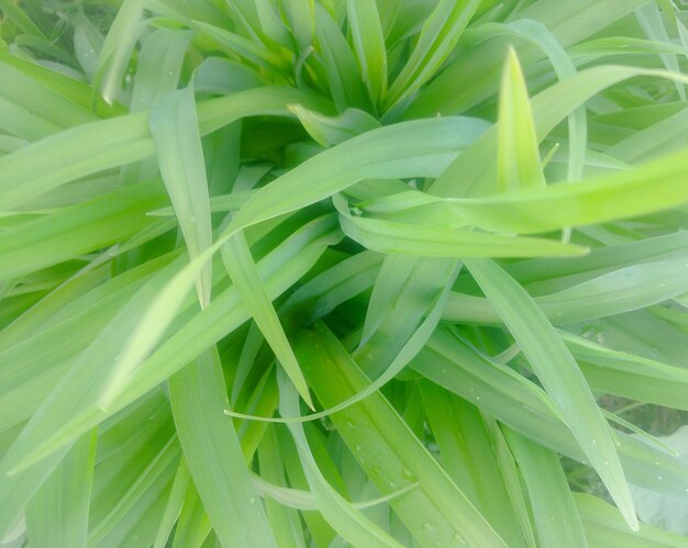 Full frame shot of plants