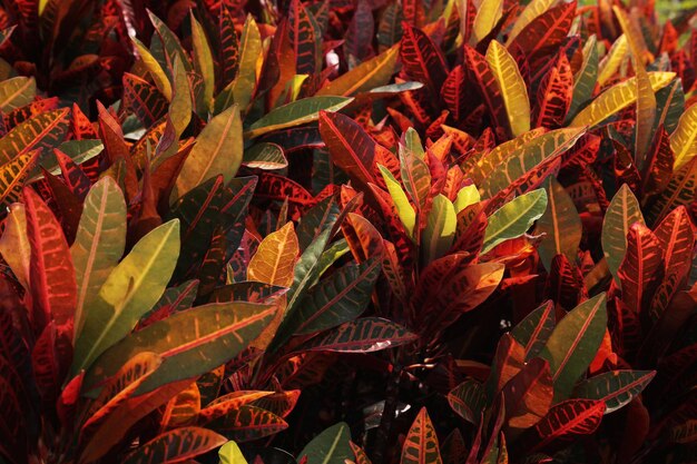 Full frame shot of plants