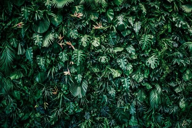 Photo full frame shot of plants