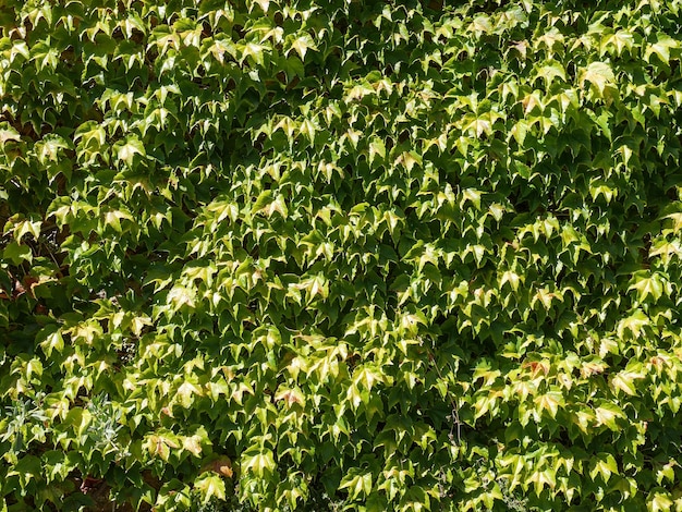 Photo full frame shot of plants