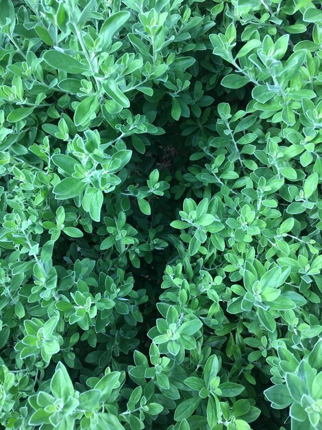 Photo full frame shot of plants