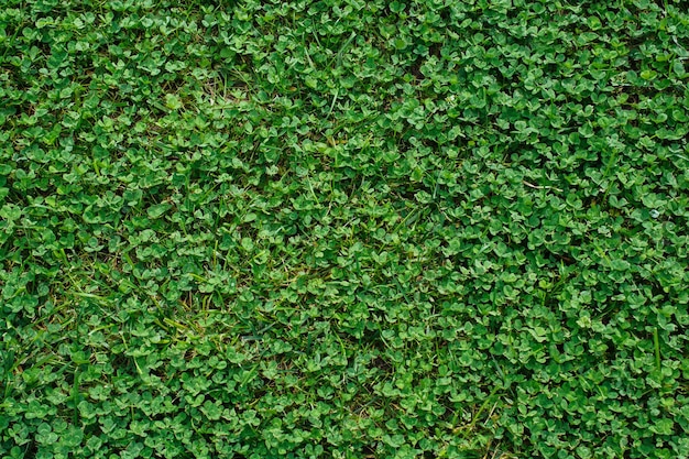 Full frame shot of plants