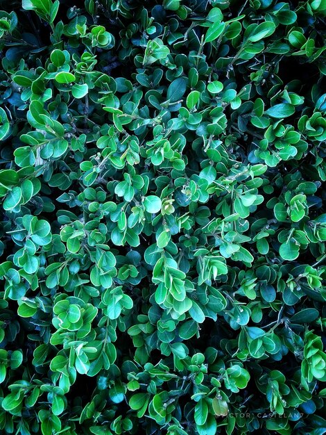 Photo full frame shot of plants