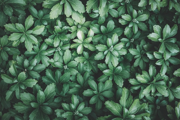 Photo full frame shot of plants