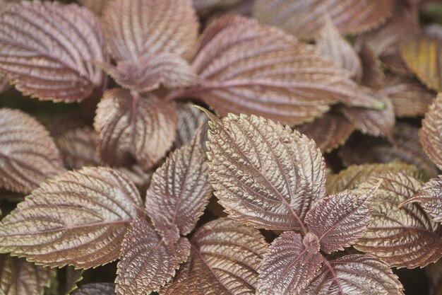 Photo full frame shot of plants