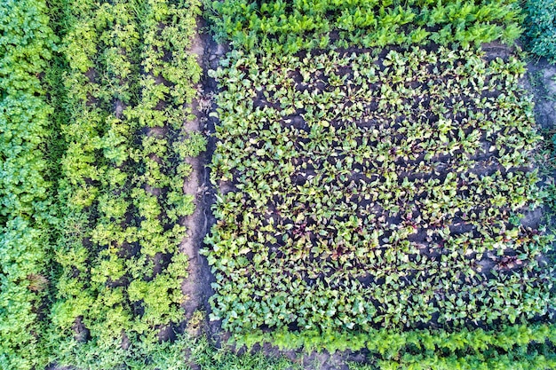 Photo full frame shot of plants