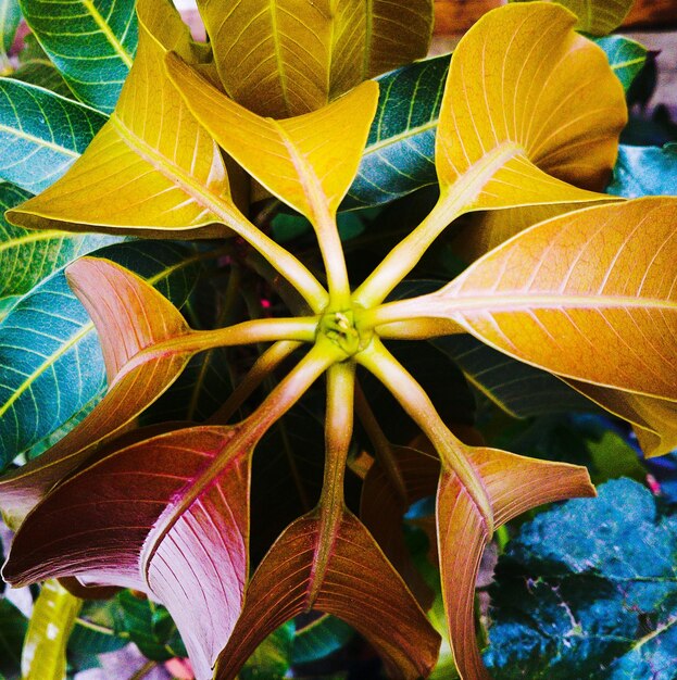 Full frame shot of plants