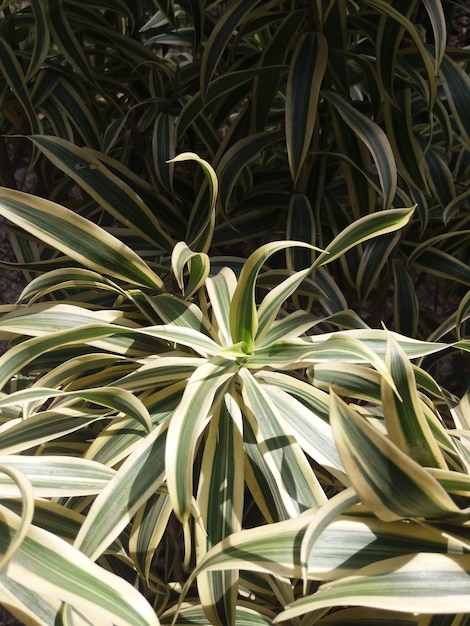 Photo full frame shot of plants