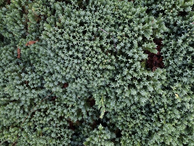 Photo full frame shot of plants