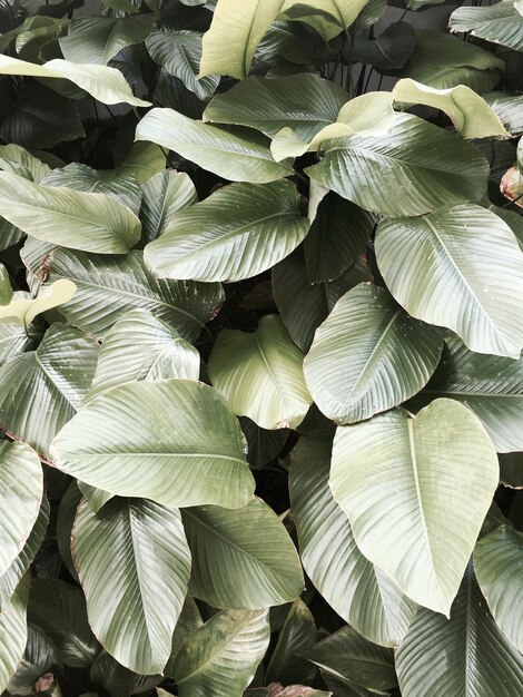 Photo full frame shot of plants