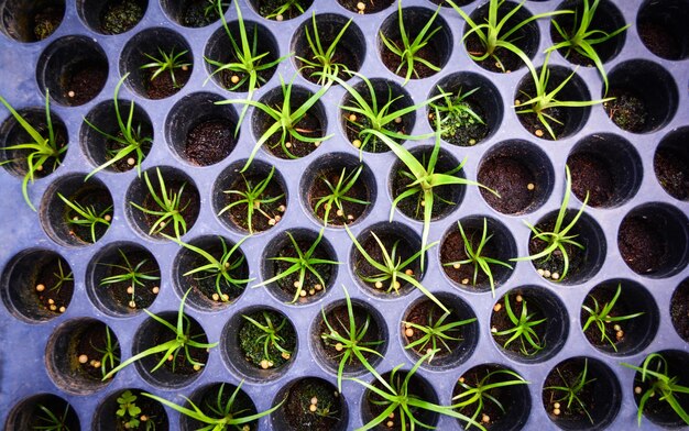 Photo full frame shot of potted plants