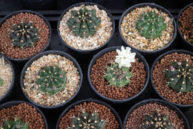 Photo full frame shot of potted plants