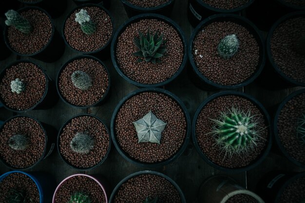 Photo full frame shot of potted plants