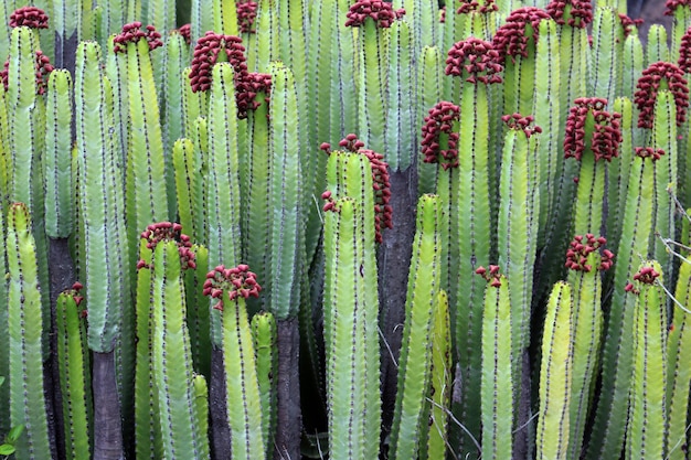 Photo full frame shot of prickly pear cactus