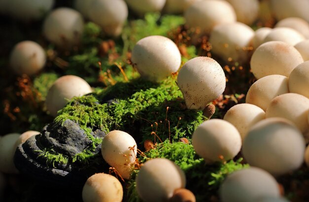 Photo full frame shot of puffball mushrooms