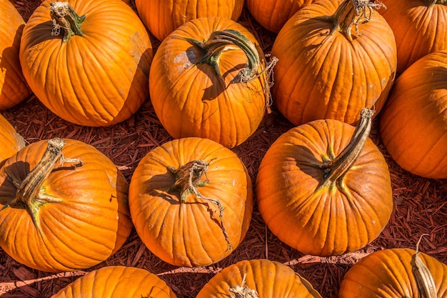 Full frame shot of pumpkins during autumn