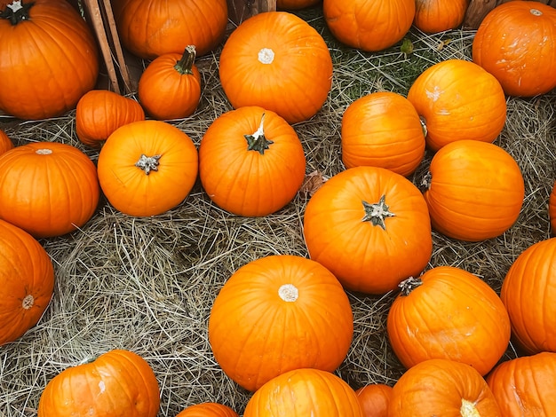 Full frame shot of pumpkins for sale at market