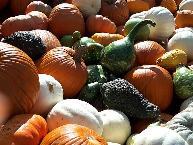 Full frame shot of pumpkins