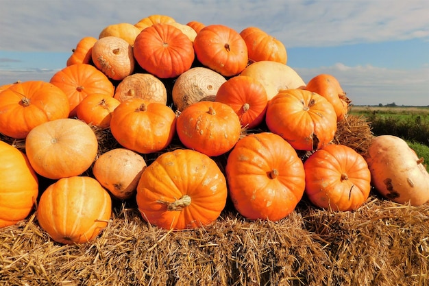 Full frame shot of pumpkins