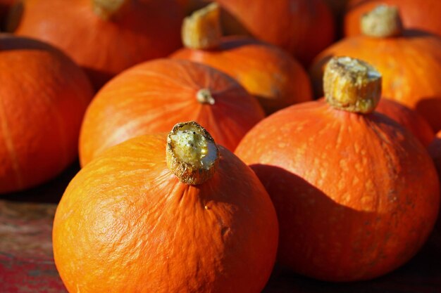 Full frame shot of pumpkins