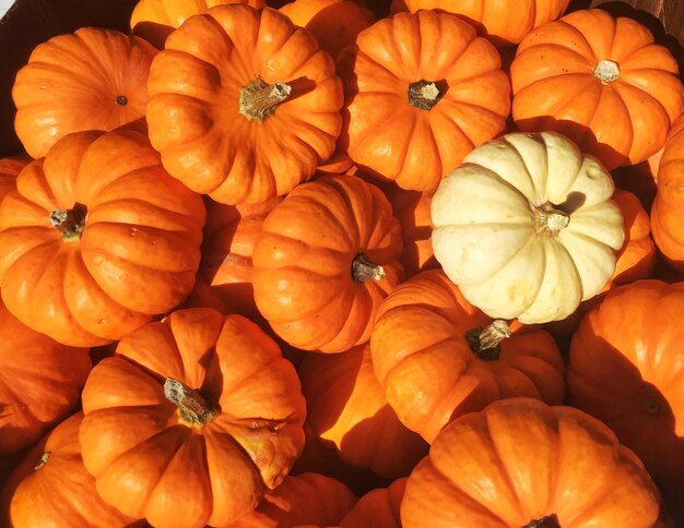 Full frame shot of pumpkins