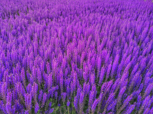 Полный кадр фиолетовых цветов крокуса