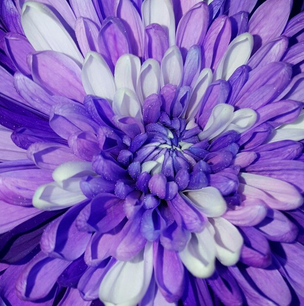 Full frame shot of purple dahlia