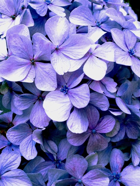 Full frame shot of purple flower