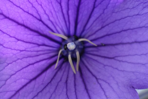 Full frame shot of purple flower