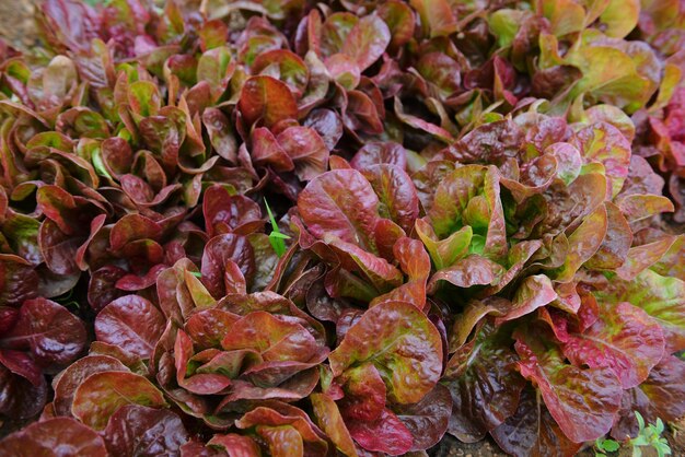 Foto immagine completa di una pianta a fiore viola