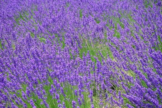 Full frame shot of purple flowering plants on field