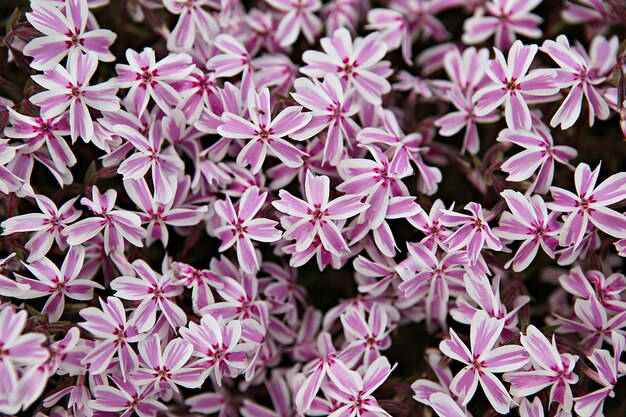 Photo full frame shot of purple flowering plants