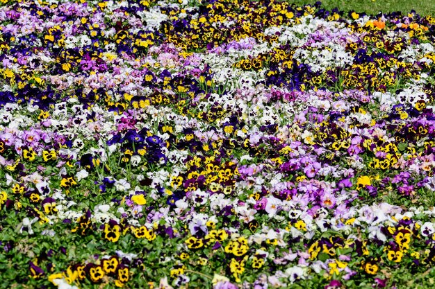 Foto fotografia completa di piante a fiori viola