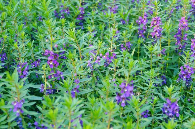 Foto immagine completa di piante a fiore viola