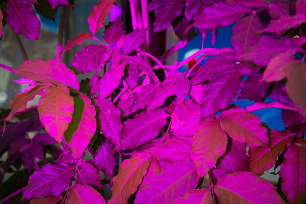 Full frame shot of purple flowering plants