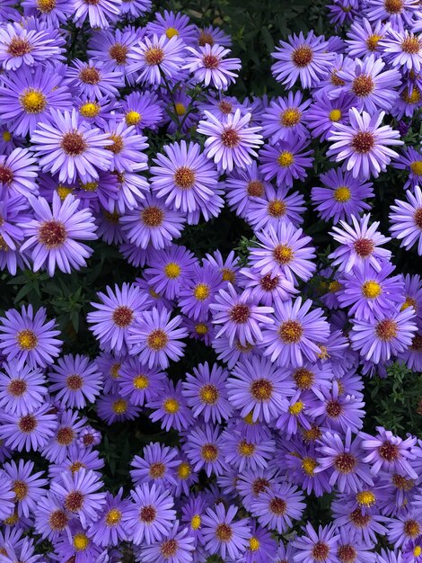 Full frame shot of purple flowering plants