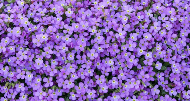 Full frame shot of purple flowering plants