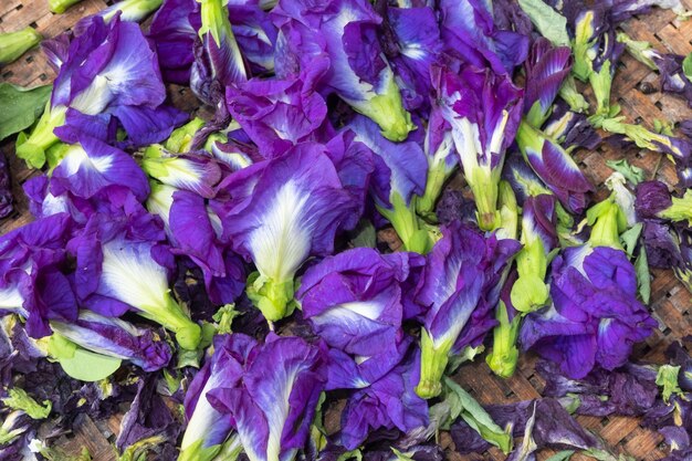 Full frame shot of purple flowering plants