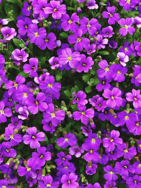 Full frame shot of purple flowering plants