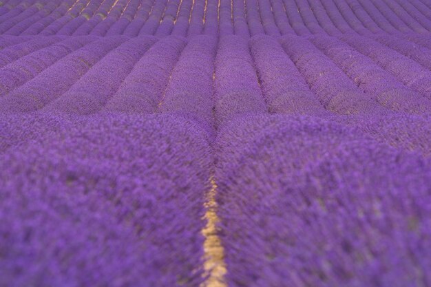 Full frame shot of purple flowering plants