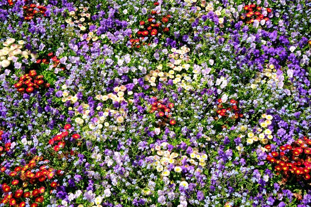 Photo full frame shot of purple flowering plants