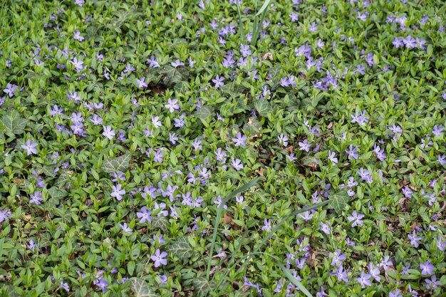 Full frame shot of purple flowers blooming in field