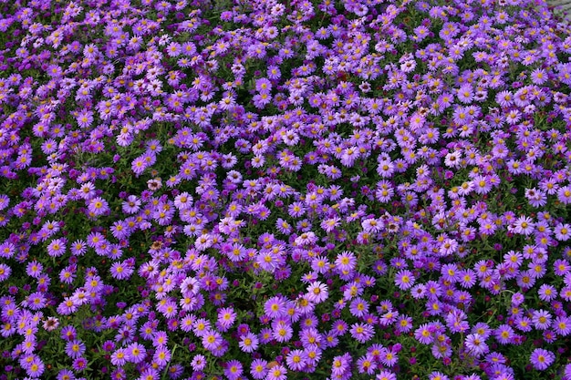 Photo full frame shot of purple flowers in field