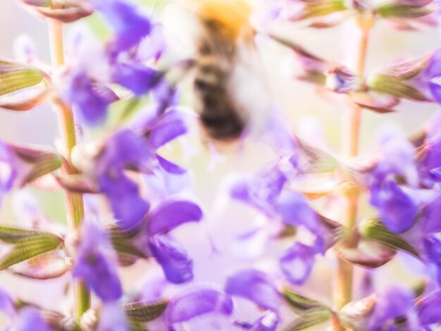 Full frame shot of purple flowers