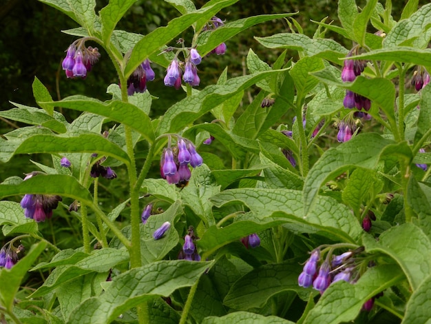 Photo full frame shot of purple flowers