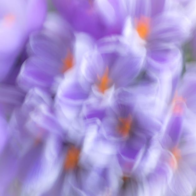 Full frame shot of purple flowers