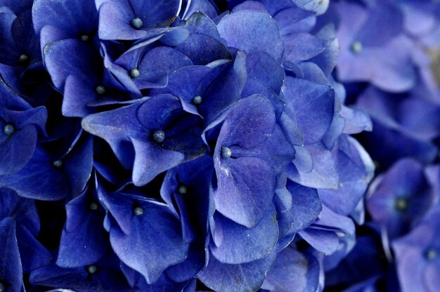 Photo full frame shot of purple hydrangea